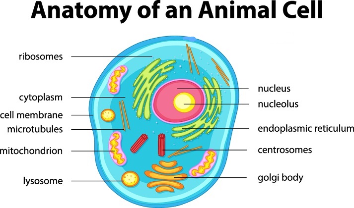 animal cell city diagram