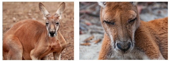 antilopine kangaroos