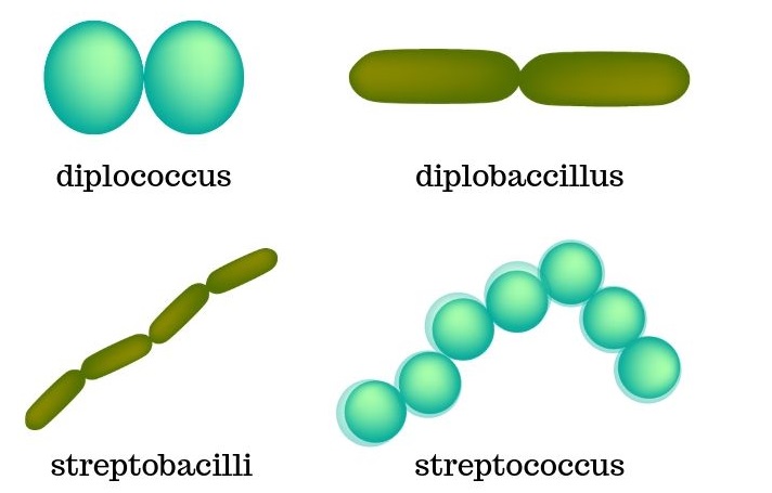bacteria types