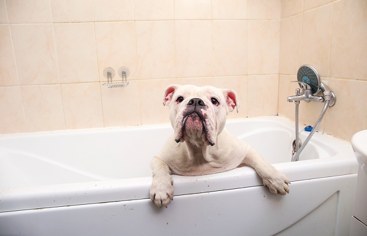 dog in the bathtub