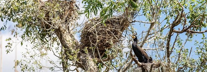 bird near nest