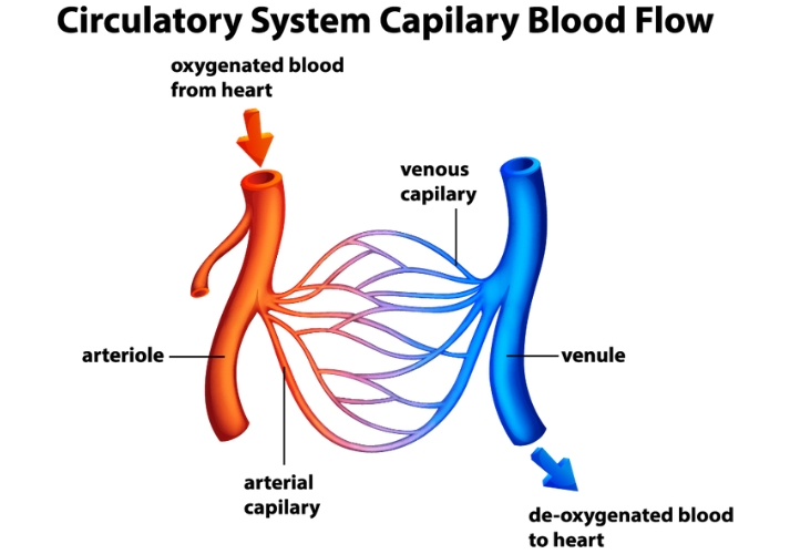 capillary blood flow