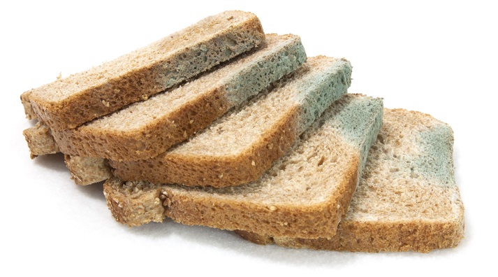 moldy bread