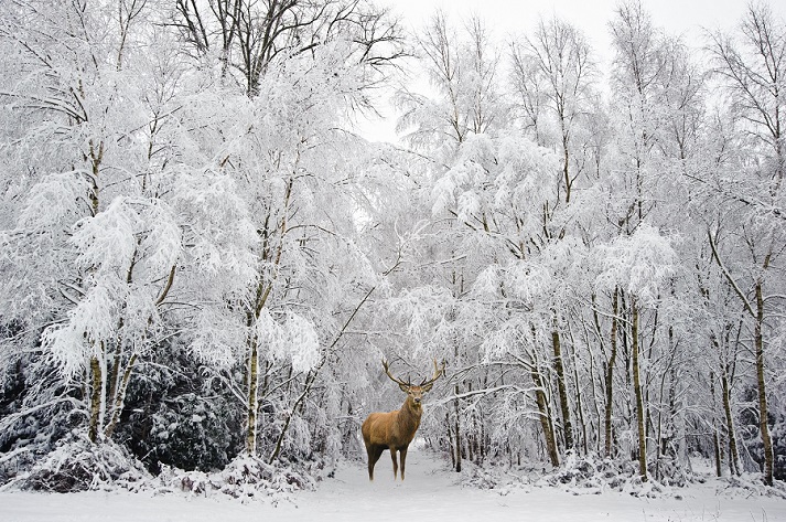 buck in snow-covered forest