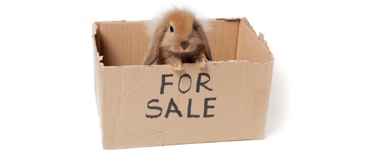 bunny for sale