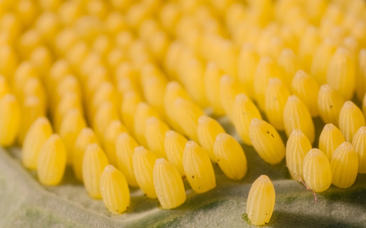 cabbage white butterfly eggs