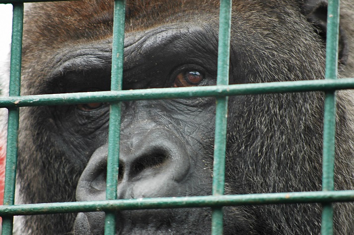 gorilla in a cage