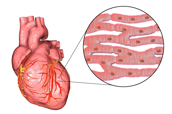 cardiac muscles
