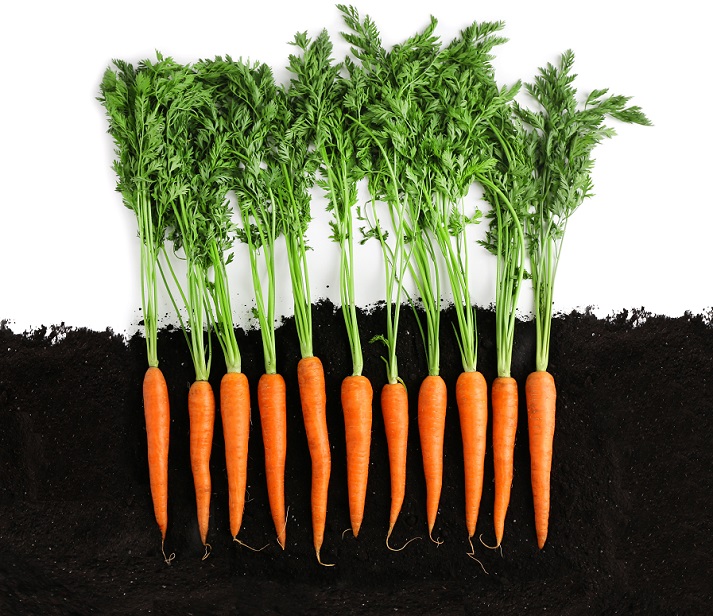 carrots