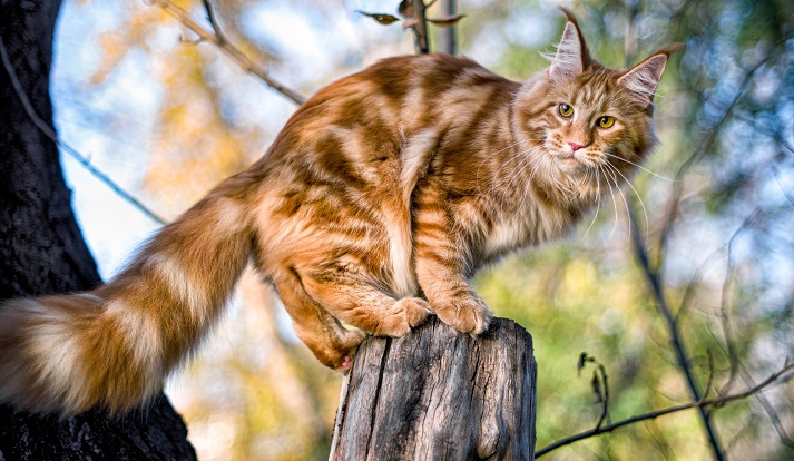 a cat up a tree
