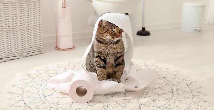 cat playing with toilet paper