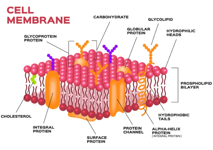 Introduction To Cell Transport Educational Resources K12 Learning Life   Cell Membrane 12188 