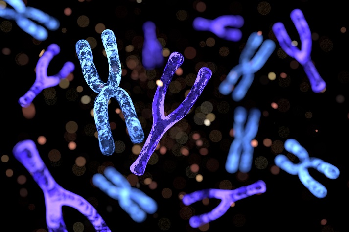 X and Y chromosomes