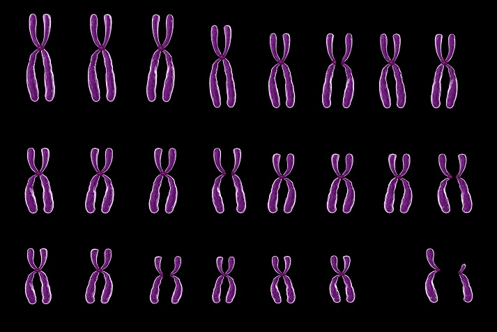 chromosome chart