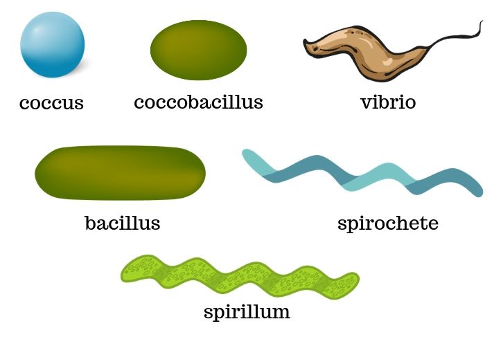 list 3 basic bacteria shapes