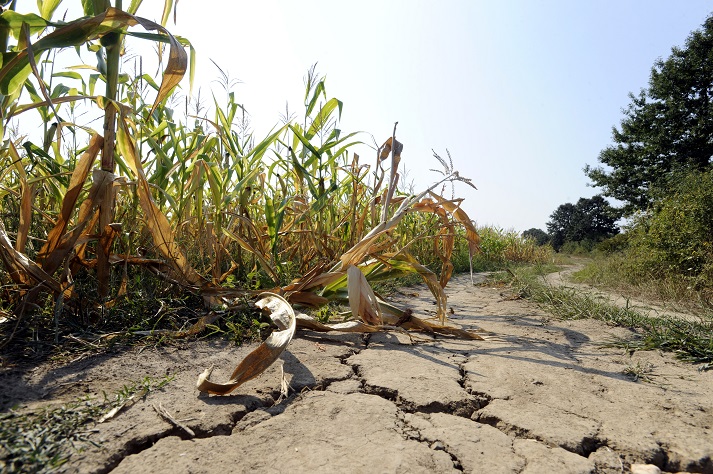 corn crops in a drought