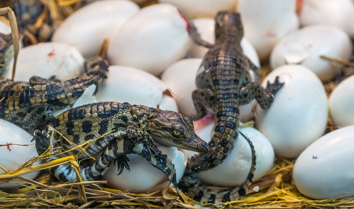 baby crocodiles hatching from eggs