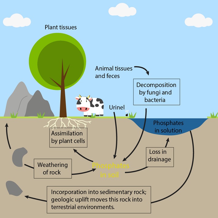 Phosphorus Cycle