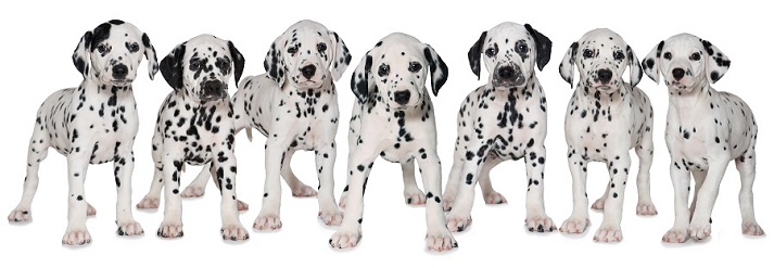 Dalmations