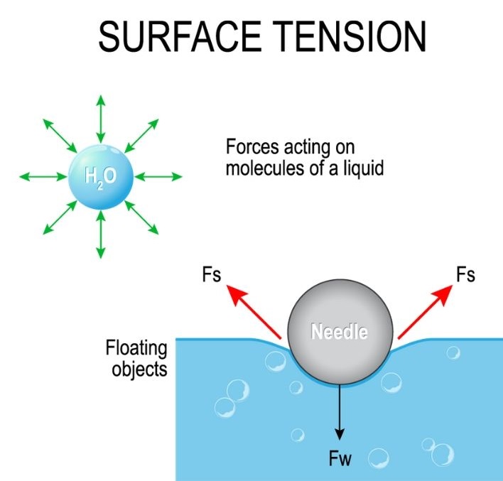 What Is Surface Tension Homeschool Science For Kids