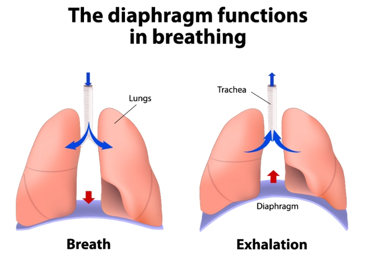 diaphragm diagram