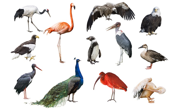 different birds