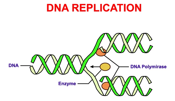 DNA replication