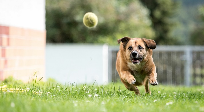 cute brown dog chasing after a ball in a garden