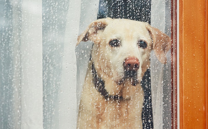 dog at rainy window
