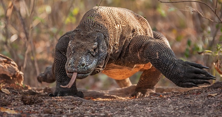 Komodo dragon