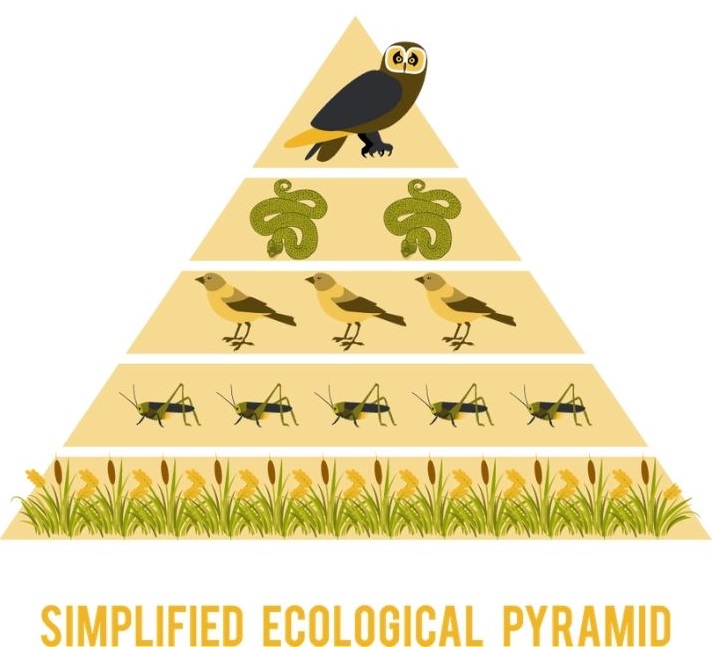 ecological pyramid