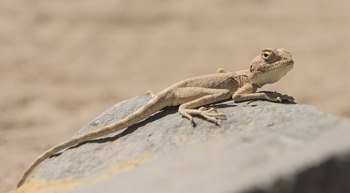 Egyptian desert agama lizard
