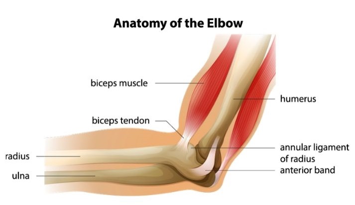 elbow muscle