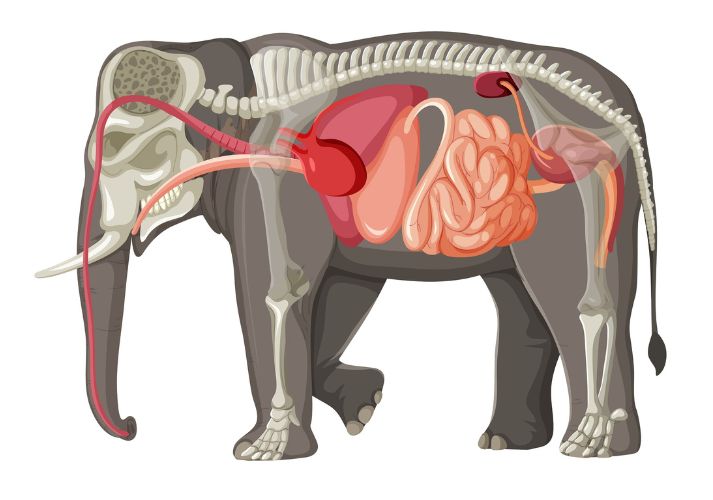 graphic of an elephant's internal skeleton and organs