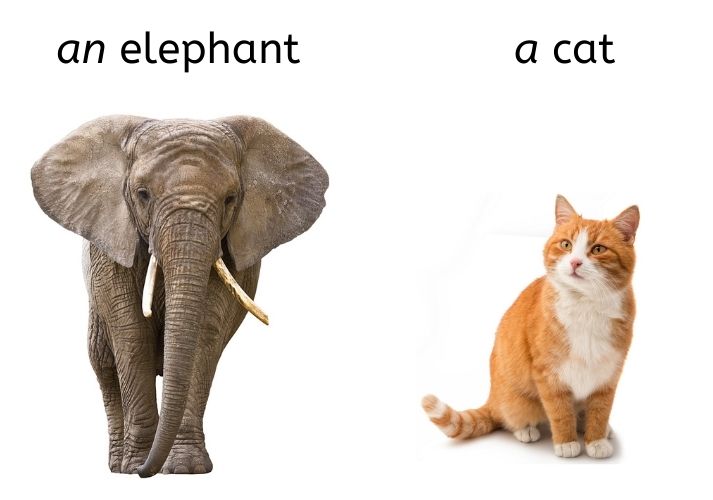 an elephant and a cat