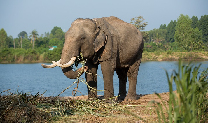 elephant eating