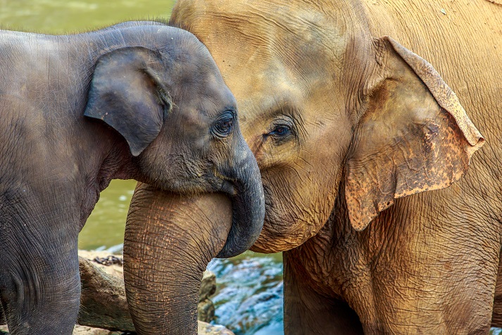 elephants hugging