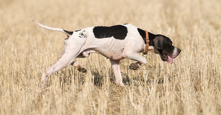 English Pointer