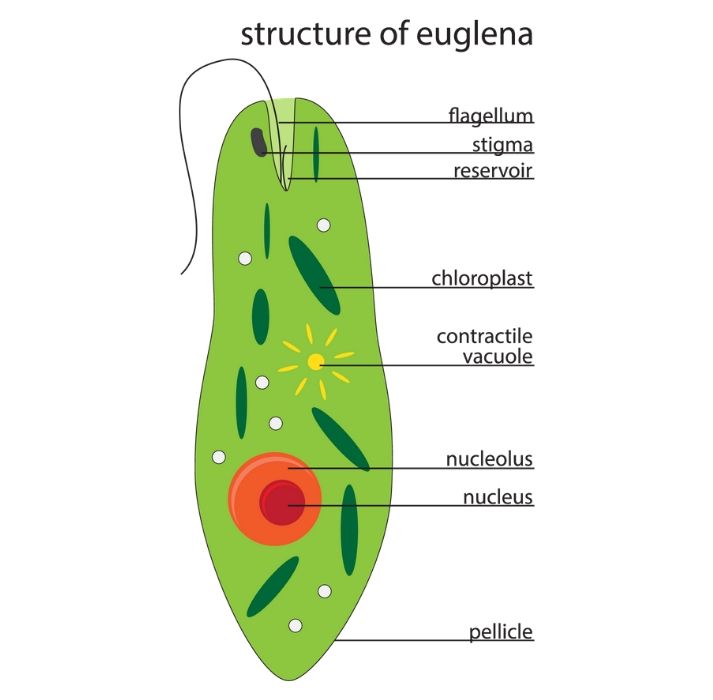 structure of euglenophyta