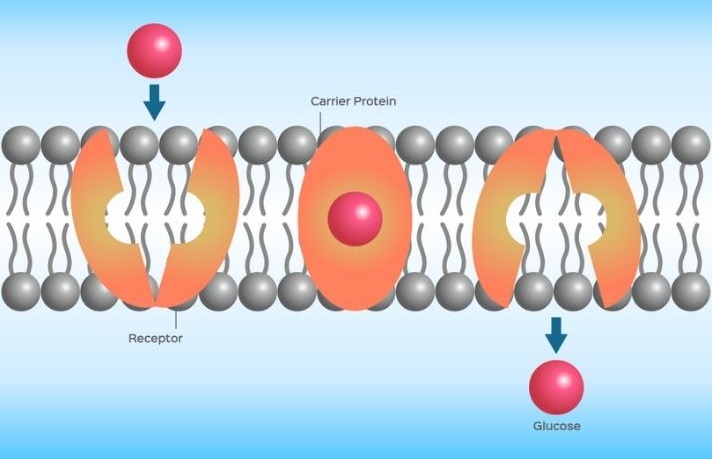 facilitated diffusion