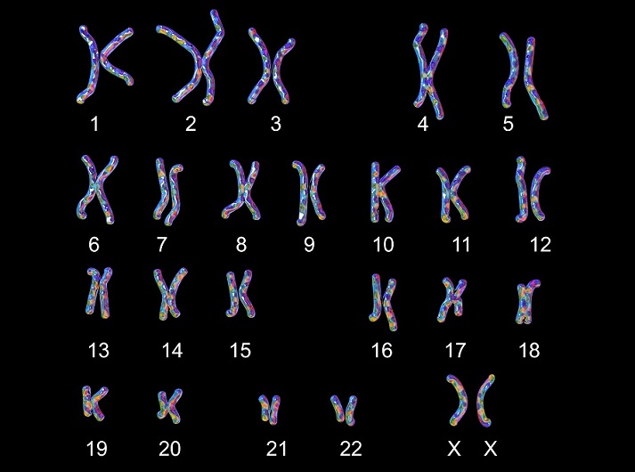 female chromosomes