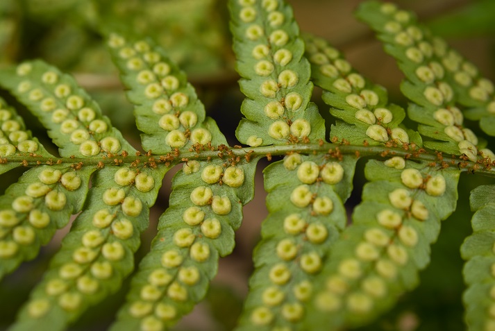 fern leaf with spores