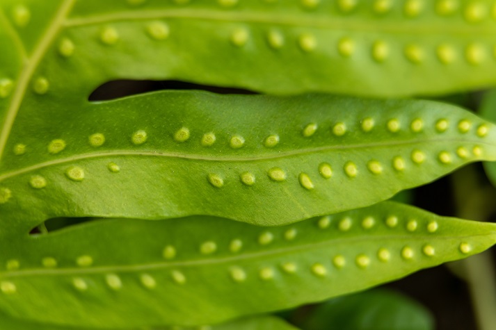 fern leaf with spores