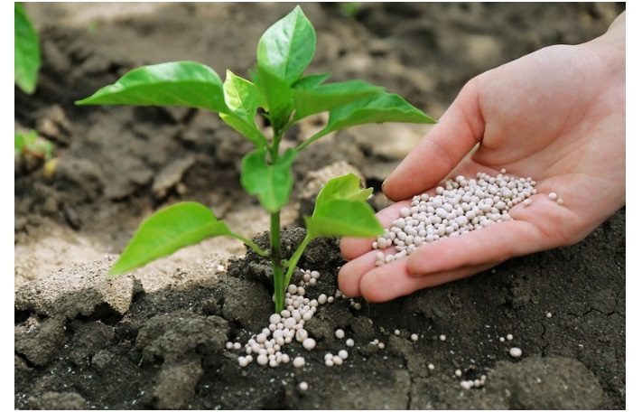 fertilize plant
