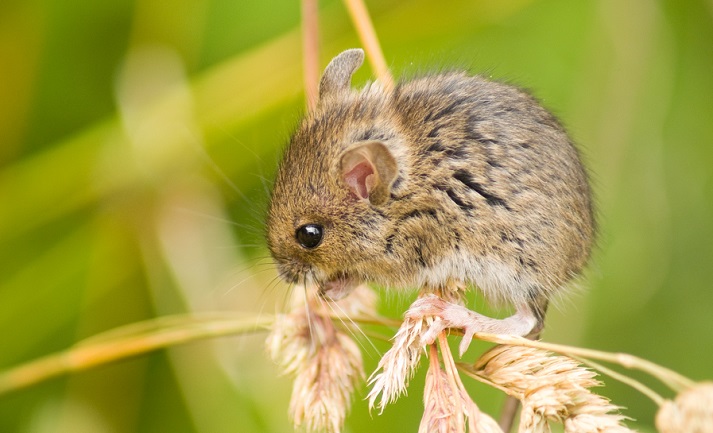 field mouse