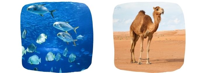 fish and camel