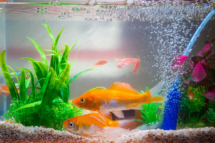 fish swimming in tank