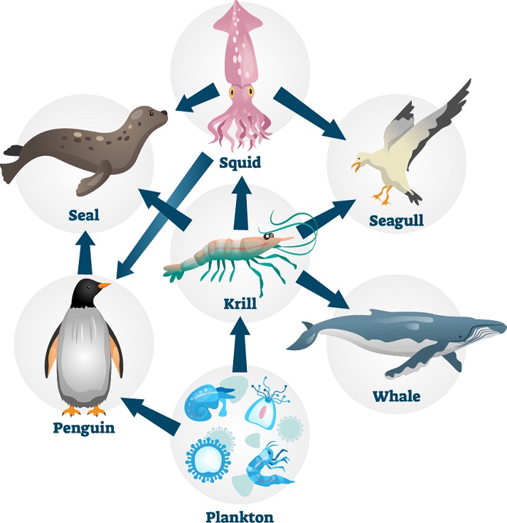 Ocean Food Web Diagram