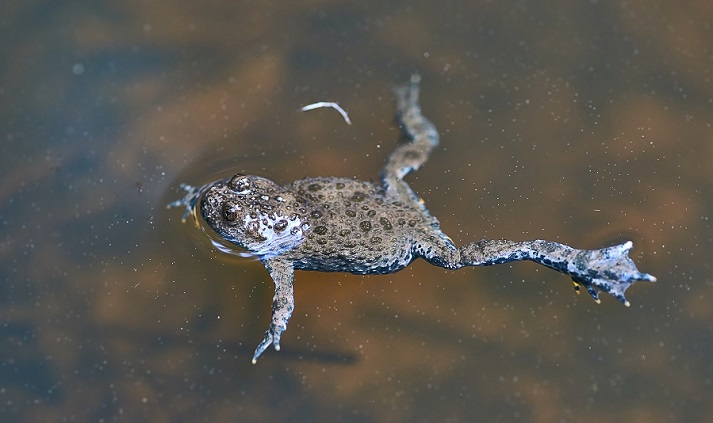 frog swimming