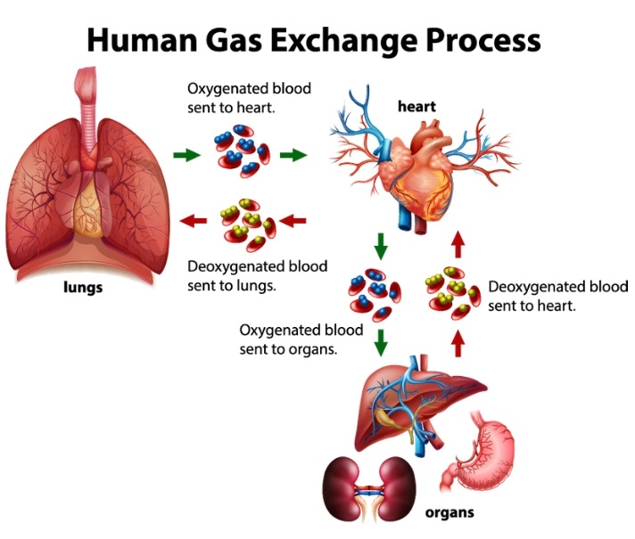 gas exchange process